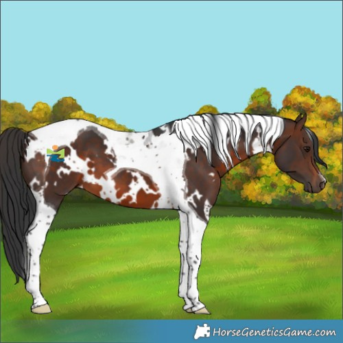 Horse Color:White Spotted Brown Tobiano