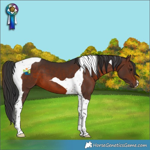 Horse Color:Brown Tobiano 