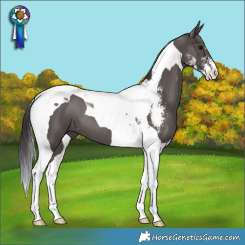 Horse Color:Smoky Black Sabino Tobiano 