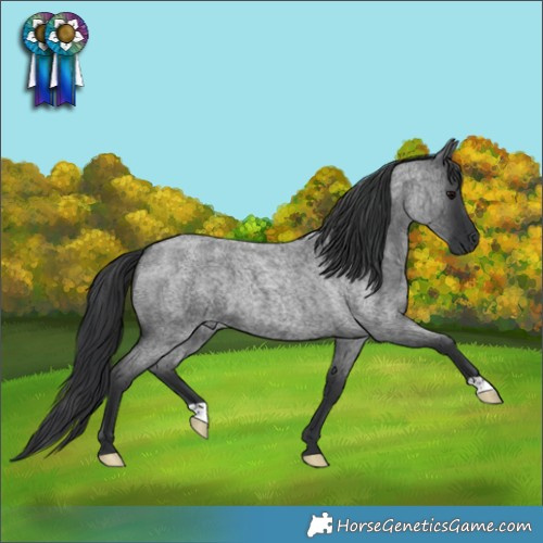 Horse Color:Blue Roan