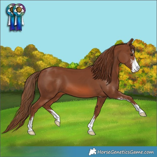 Horse Color:Chestnut Sabino 