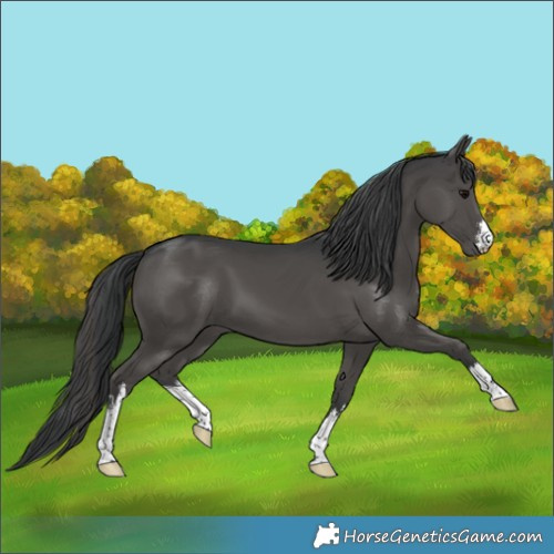 Horse Color:White Spotted Black 