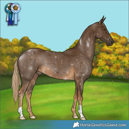 Horse Color:Chocolate Palomino 