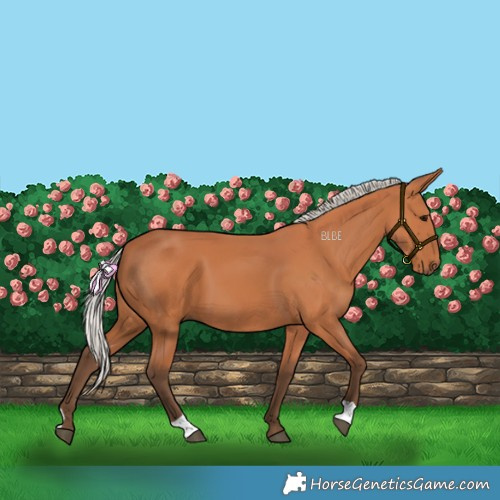 Horse Color:Silver Bay 