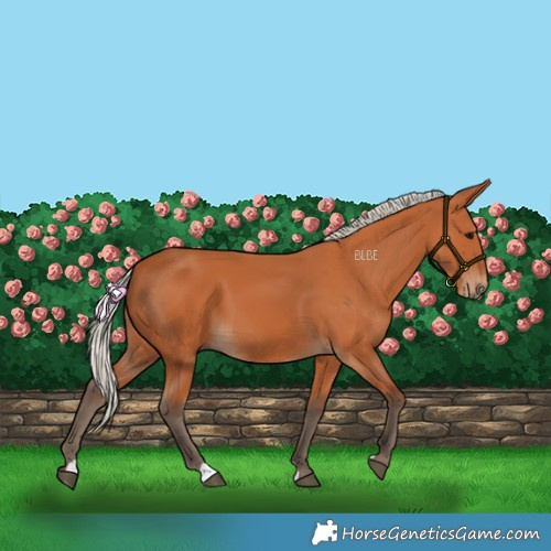 Horse Color:Silver Bay 