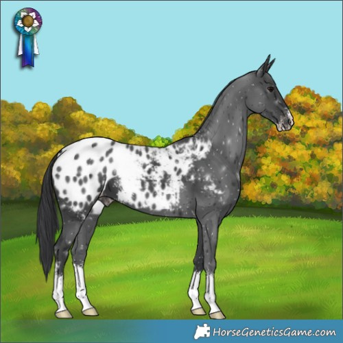 Horse Color:Black Sabino Appaloosa