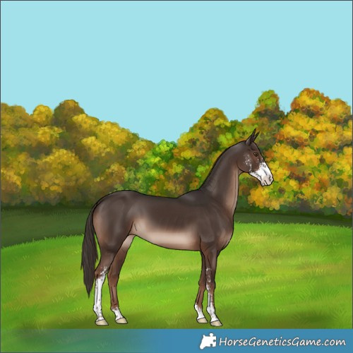 Horse Color:Liver Chestnut Sabino