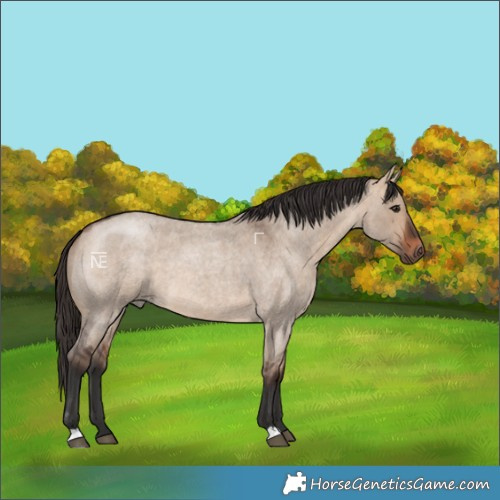 Horse Color:Bay Roan Dun