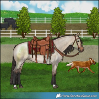 Horse Color:Bay Roan Dun
