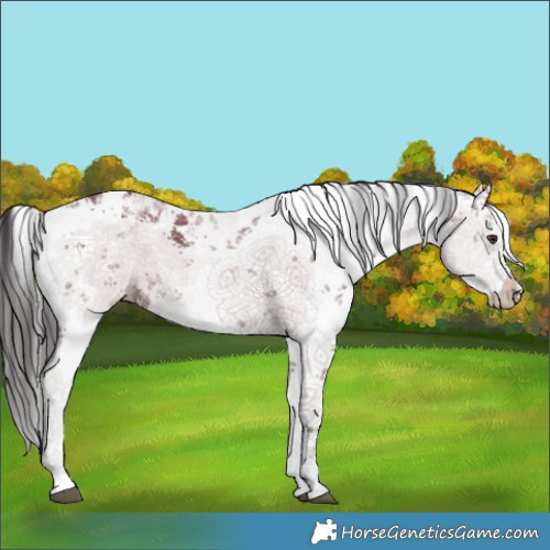 Horse Color:White Spotted Liver Red Dun Sabino 