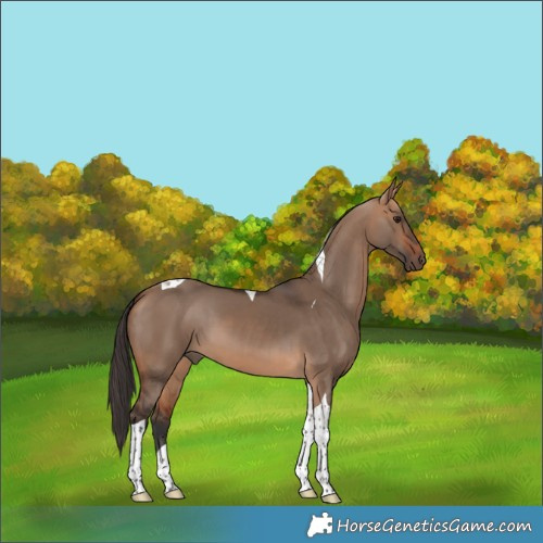 Horse Color:Bay Dun Tobiano