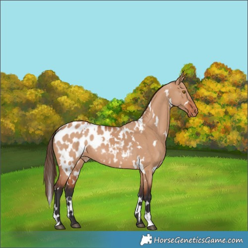 Horse Color:White Spotted Bay Dun Blanket