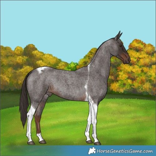 Horse Color:Liver Red Roan Tobiano 