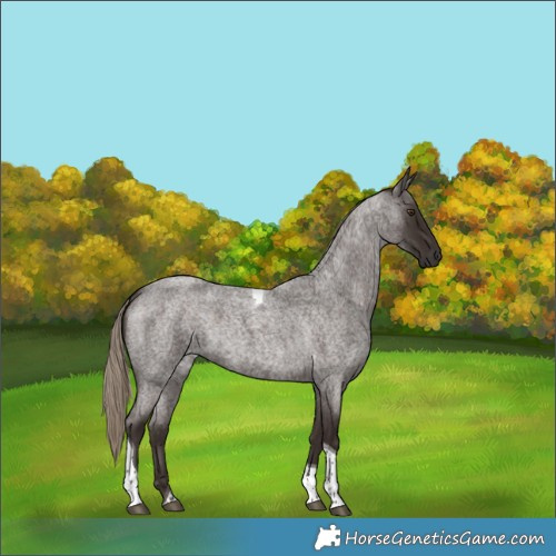 Horse Color:Liver Red Roan Tobiano 