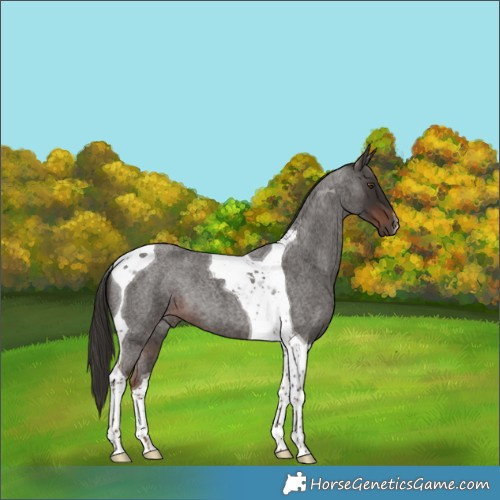 Horse Color:Liver Red Roan Tobiano 