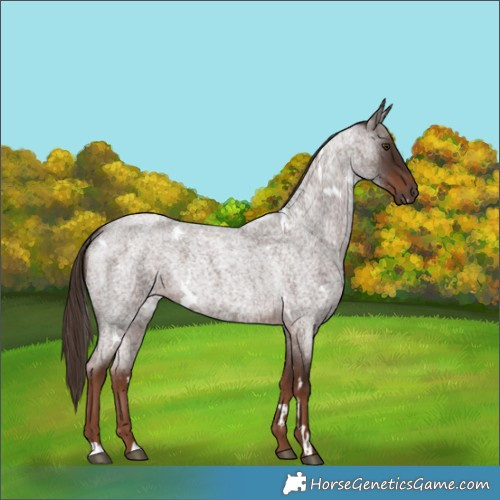 Horse Color:White Spotted Liver Red Roan