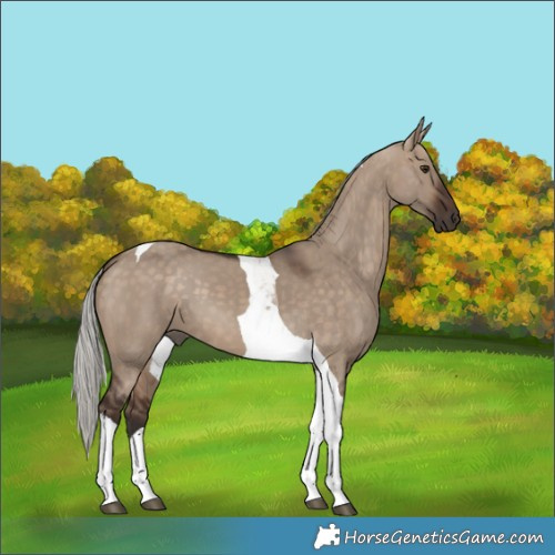 Horse Color:Silver Brown Dun Tobiano