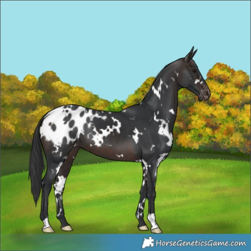 Horse Color:White Spotted Brown Blanket 
