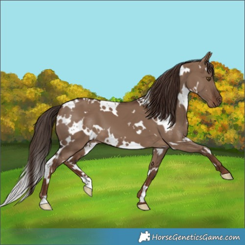 Horse Color:White Spotted Liver Red Dun 