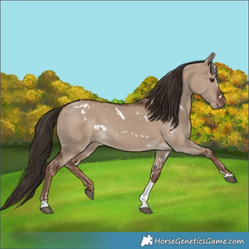 Horse Color:White Spotted Liver Red Dun Tobiano