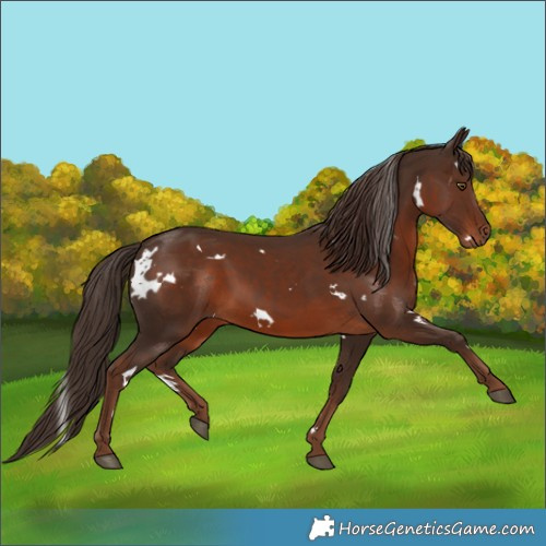 Horse Color:White Spotted Liver Chestnut 