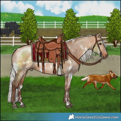 Horse Color:White Spotted Silver Bay Dun