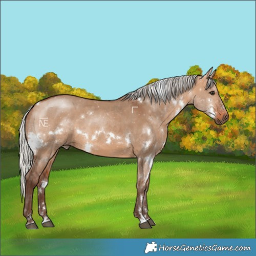 Horse Color:White Spotted Silver Bay Dun 
