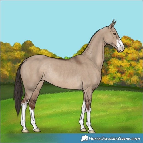 Horse Color:White Spotted Liver Red Dun Rabicano