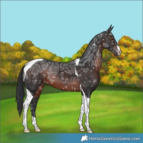 Horse Color:Brown Ice Sabino Tobiano Rabicano 