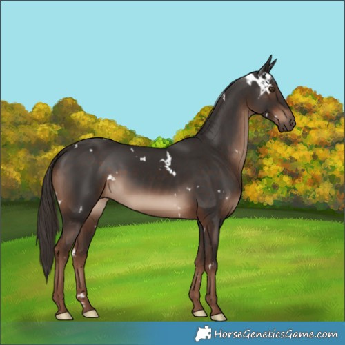 Horse Color:White Spotted Liver Chestnut Rabicano 