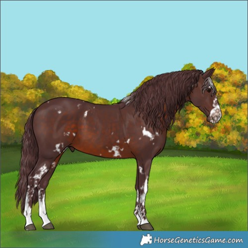 Horse Color:White Spotted Chocolate Brown 