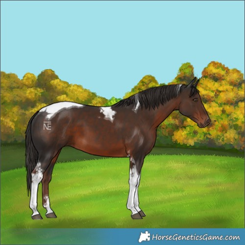 Horse Color:Liver Chestnut Tobiano 