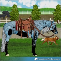 Horse Color:ERROR: UNKNOWN ANOMALY