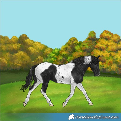 Horse Color:Gray Black Tobiano