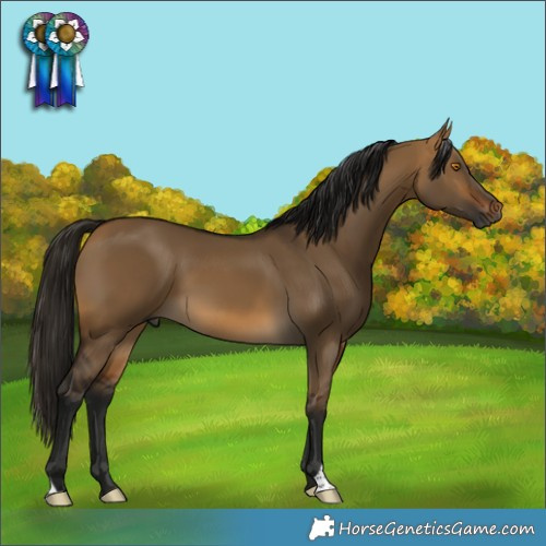 Horse Color:Gray Buckskin Dun 