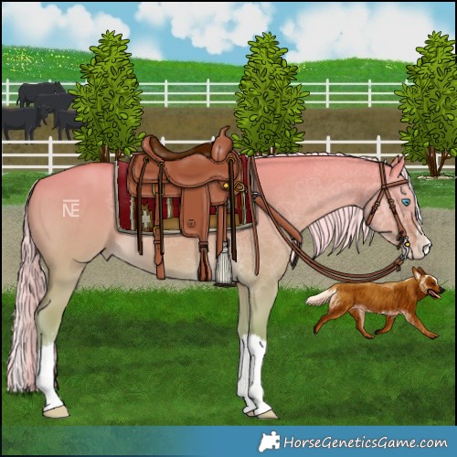Horse Color:Cremello Dun Sabino Splash