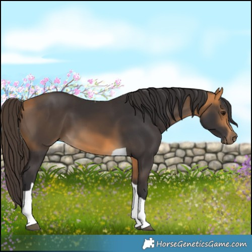 Horse Color:Buckskin Tobiano 