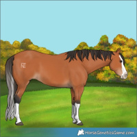 Horse Color:Bay Splash 