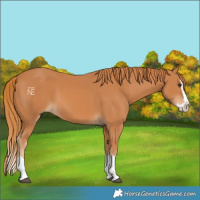 Horse Color:Chestnut Splash