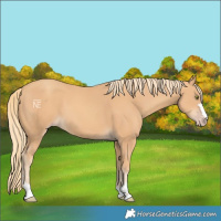 Horse Color:Gold Champagne 