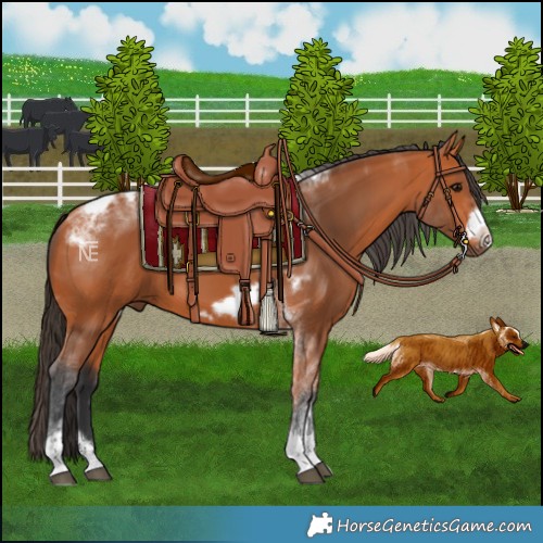 Horse Color:Bay Tobiano Frame 