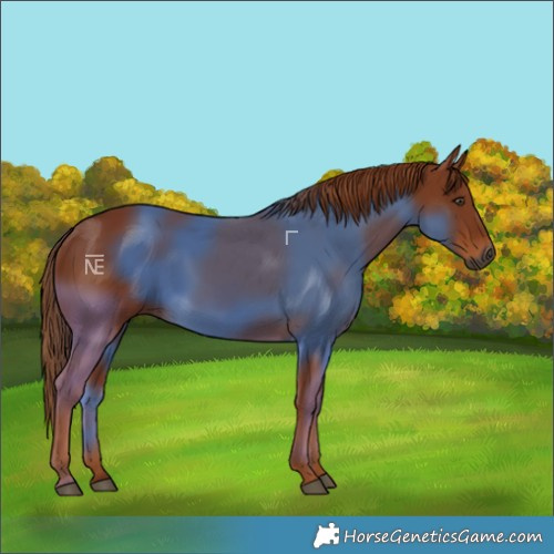 Horse Color:Gray Chestnut Rabicano