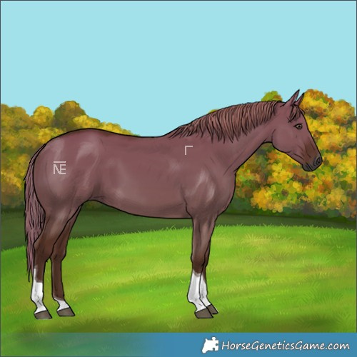 Horse Color:Gray Red Dun Tobiano