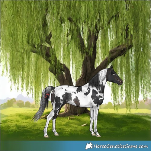 Horse Color:White Spotted Brown Tobiano Rabicano 