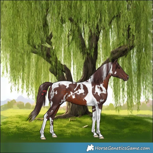 Horse Color:White Spotted Chocolate Brown Tobiano 