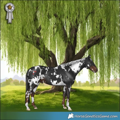 Horse Color:White Spotted Liver Chestnut