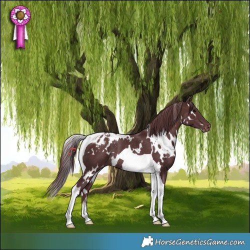 Horse Color:White Spotted Chocolate Brown Tobiano Appaloosa Rabicano 