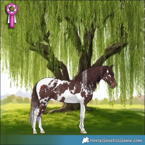Horse Color:White Spotted Chocolate Brown Tobiano Varnish Rabicano
