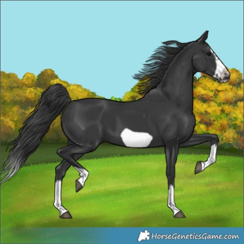 Horse Color:Black Splash Frame