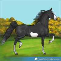 Horse Color:Black Splash Frame 